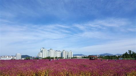 nari park|Yangju Nari Park 양주 나리공원: Korea's Autumn Wonderland.